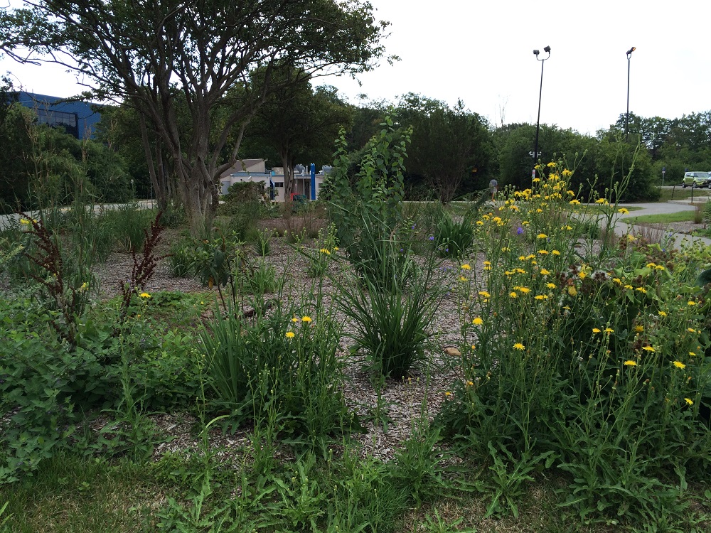 Photo of Sheridan's Wildflower Garden in 2018. 