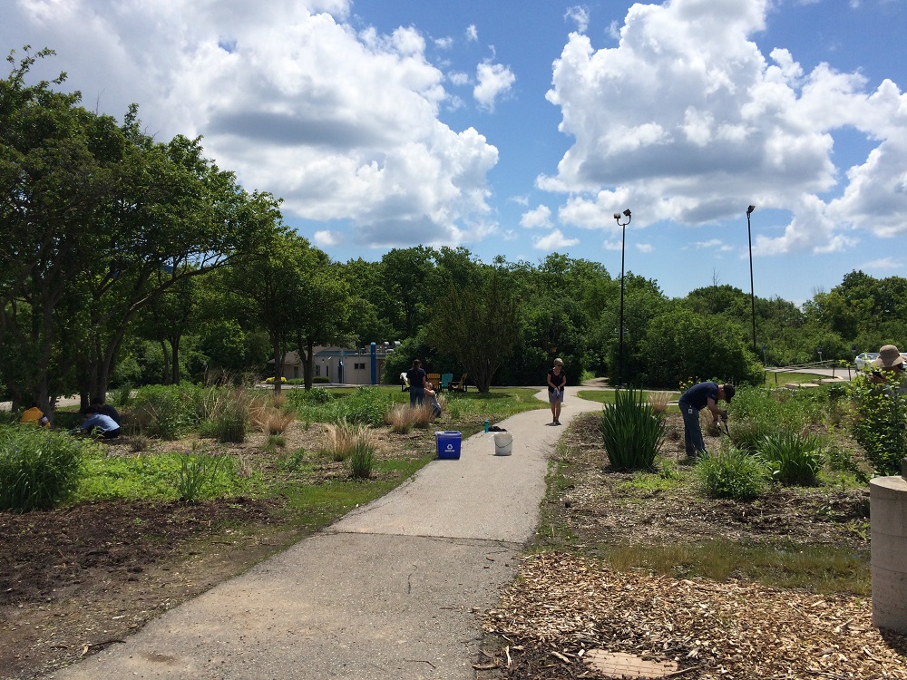 Photo of volunteers planting native species in the wildflower garden.