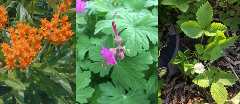 LEFT: Butterfly Weed. MIDDLE: Wild Geranium. RIGHT: Wild Strawberry.